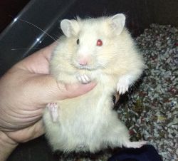 Female young hamster