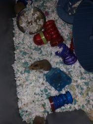 5wk old hamsters