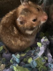Male Syrian Hamster 6 Weeks Old