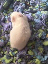 Male Syrian Hamster 6 Weeks Old