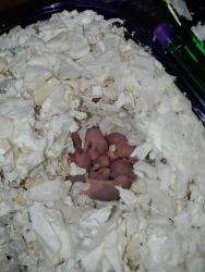 6 baby Hamsters