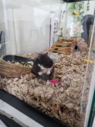 Female Hamster for adoption!