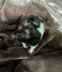 Syrian Hamster, soft & cuddly, hand- raised