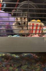 Urgently Trying to rehome Russian Dwarf Hamster
