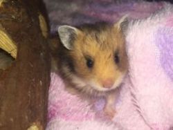 **stunning Longhaired Syrian Hamster Babies**