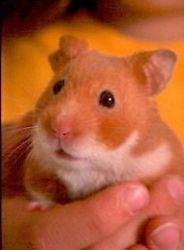 Male hamster with cage