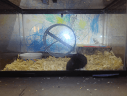Hamster with cage