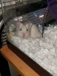 Loving pet hamster