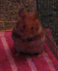 Need to rehome hamster