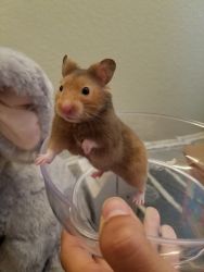 Adoptable Young Hamsters