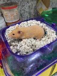 Female Hamster for sale