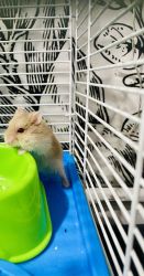 Dwarf Baby Hamster