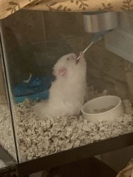 Albino hamster for sale