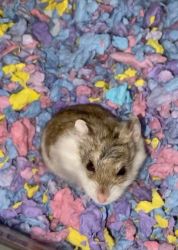 small dwarf hamster