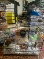 Selling home bred hamsters six-two-six eight four eight thirty-one 42