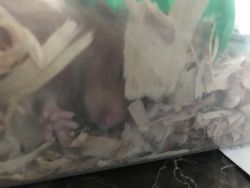 Female hamster /Sophia/