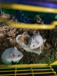 Hamster Brothers, Habitat and Lots of Extras