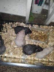 Syrian hamsters for sale