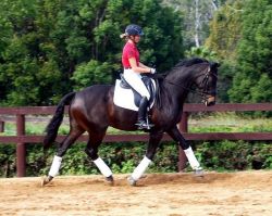 Stunning 7 years old Hanoverian Gelding horse