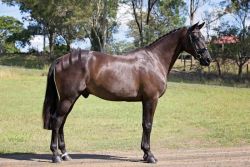 Smart 7yrs Hanoverian Horse for sale