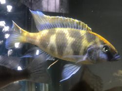 Venustus/gariffe cichlid Fish