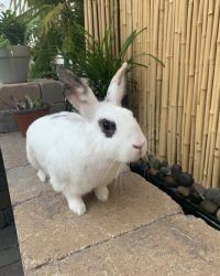 Looking for a loving home for two bunnies