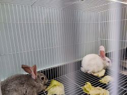 2 rabbits for sale with cage