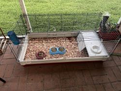 2 rabbits with big cage and necessities