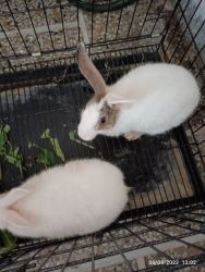 Rabbit pair with cage