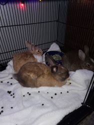 3 bunnies free