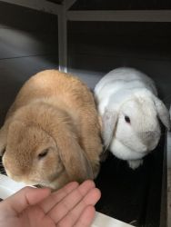 Two teen adult rabbits,