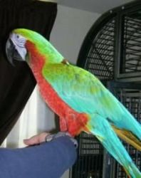 Rainbow Harlequin Female Parrot