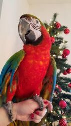 Beautiful harlequin macaw is available