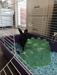 cute black bunny for sale(comes with everything)