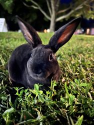 Sweet Black Bunny, Still Young