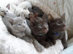 Havana Brown Tonkinese Kittens For Sale
