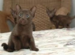 Brown Spotted Female Havana Brown Kittens