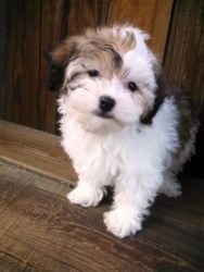 knowledgeable Havanese Puppies