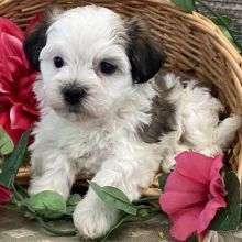 Havanese Puppies for sell
