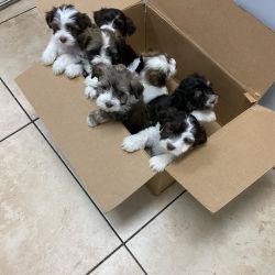 Havavanese Puppies for Sales