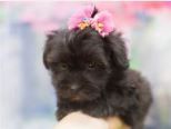 Havanese Ready for Christmas! 2 girl puppies