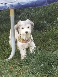 Havanese Mix Puppy For Sale