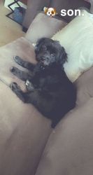 Male Small terrier/Havanese mix