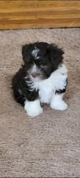 AKC Havanese Puppies for Sale