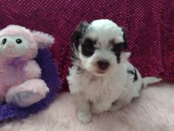 Female Havanese puppy chocolate and white 5 weeks