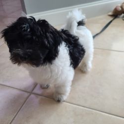Havanese Puppy For sale in Fort Myers