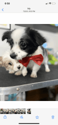 Havanese Puppies. They are sweet, lovely, and Kind!