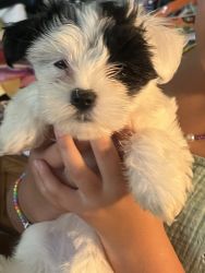 Havanese Puppies In Tennessee