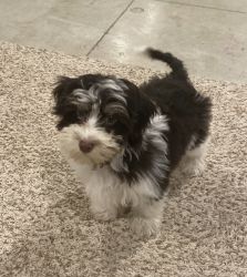 Adorable puppy for sale!