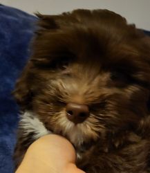 FOR SALE AKC Havanese puppies